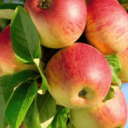 Malus domestica 'Krapes Cukurinš' - Õunapuu 'Krapes Cukurinš' C6/6L